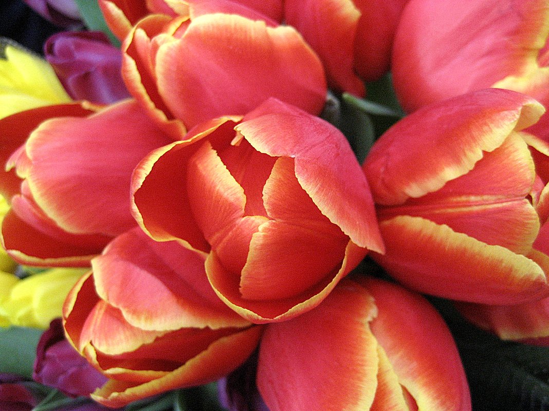 Тюльпаны - laana laadas