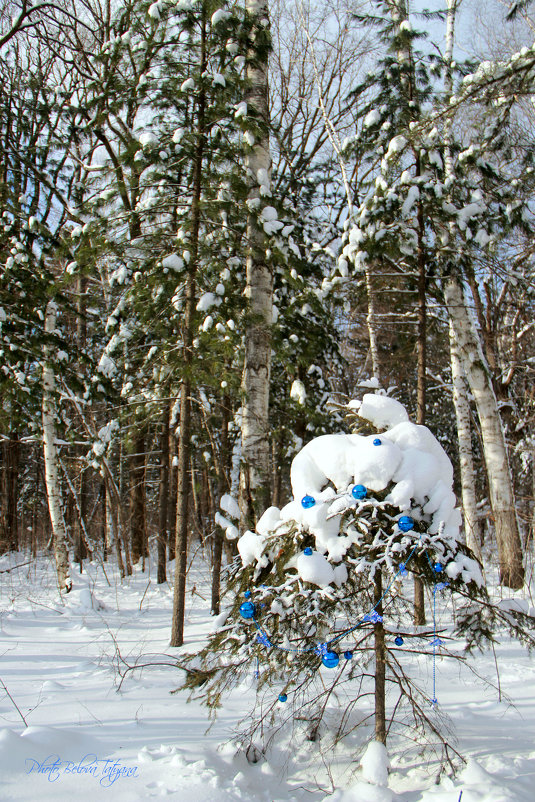 Новогодняя сказка в зимнем лесу - Tatyana Belova
