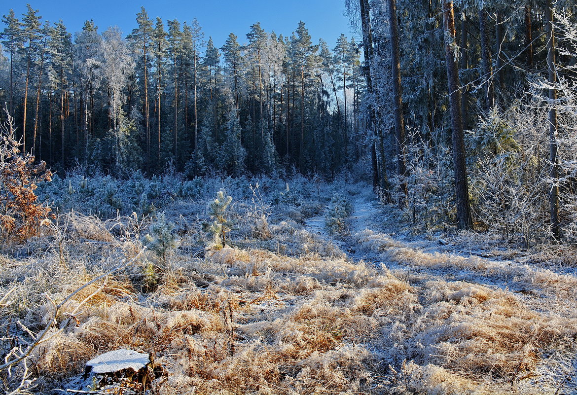 Зима  и  лес. - Валера39 Василевский.