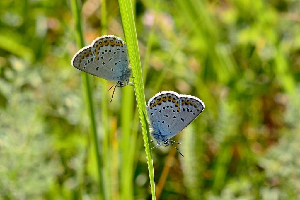 Бабочки - голубянки - Геннадий Супрун