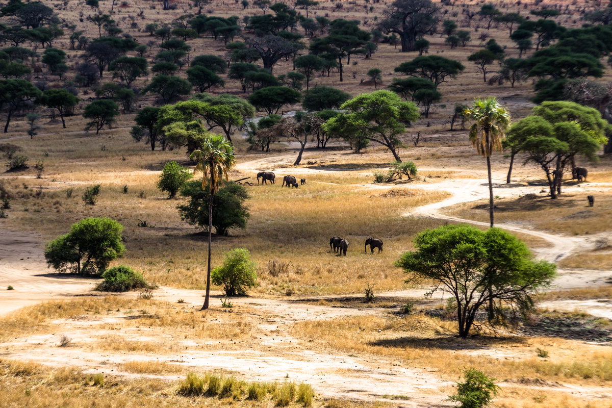 Путешествие по национальным паркам Танзании - Сергей Андрейчук