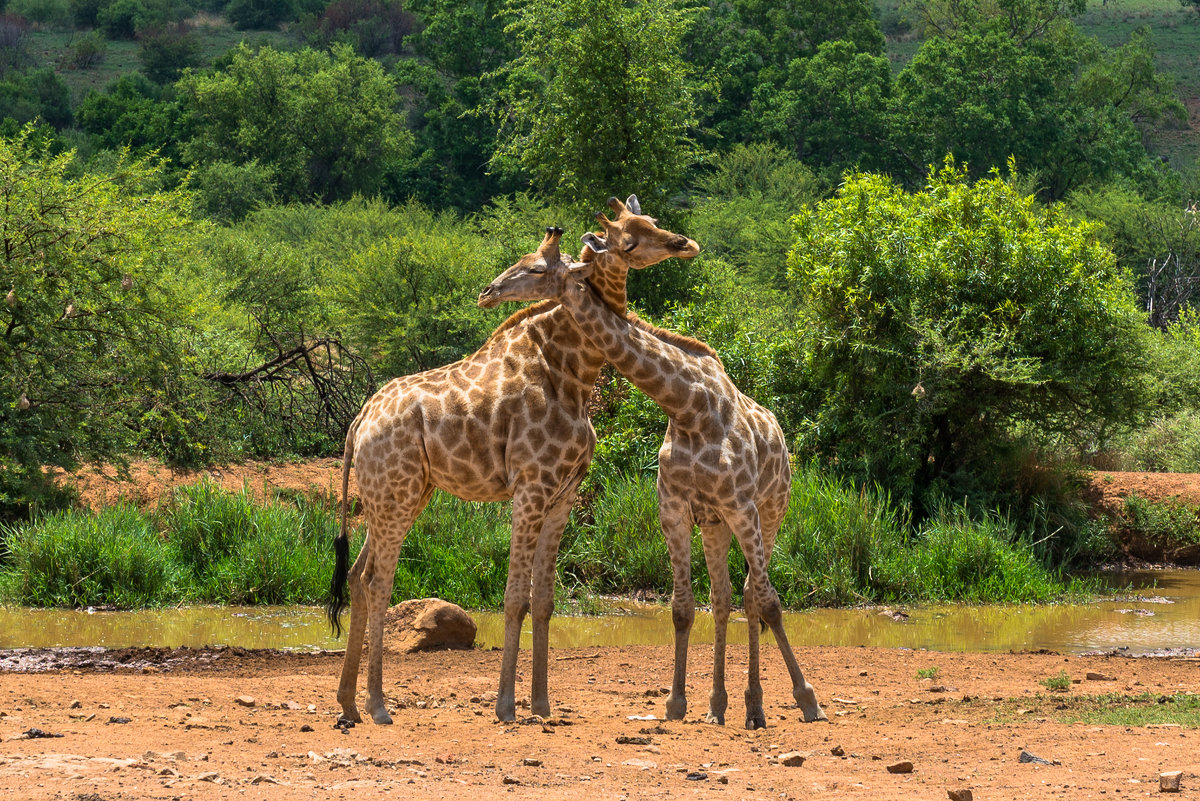 Нежность. Pilanesberg national park. ЮАР - Ирина Кеннинг