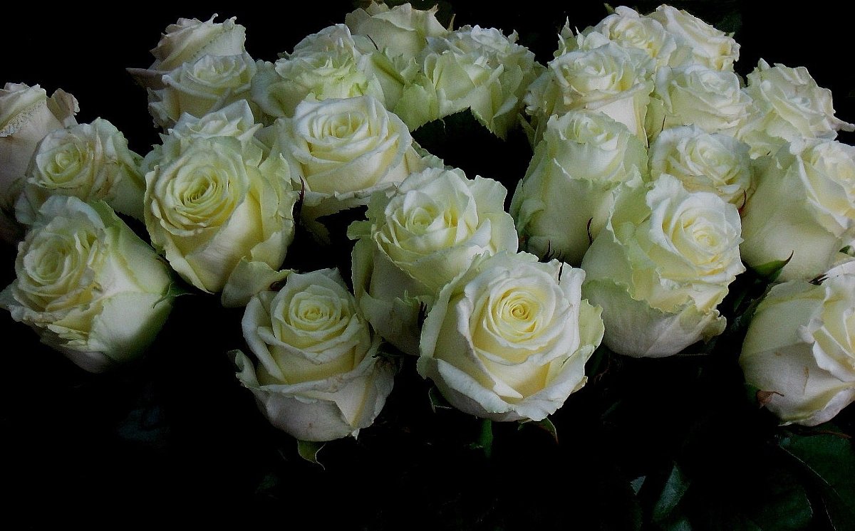 Белые розы... - Natali 