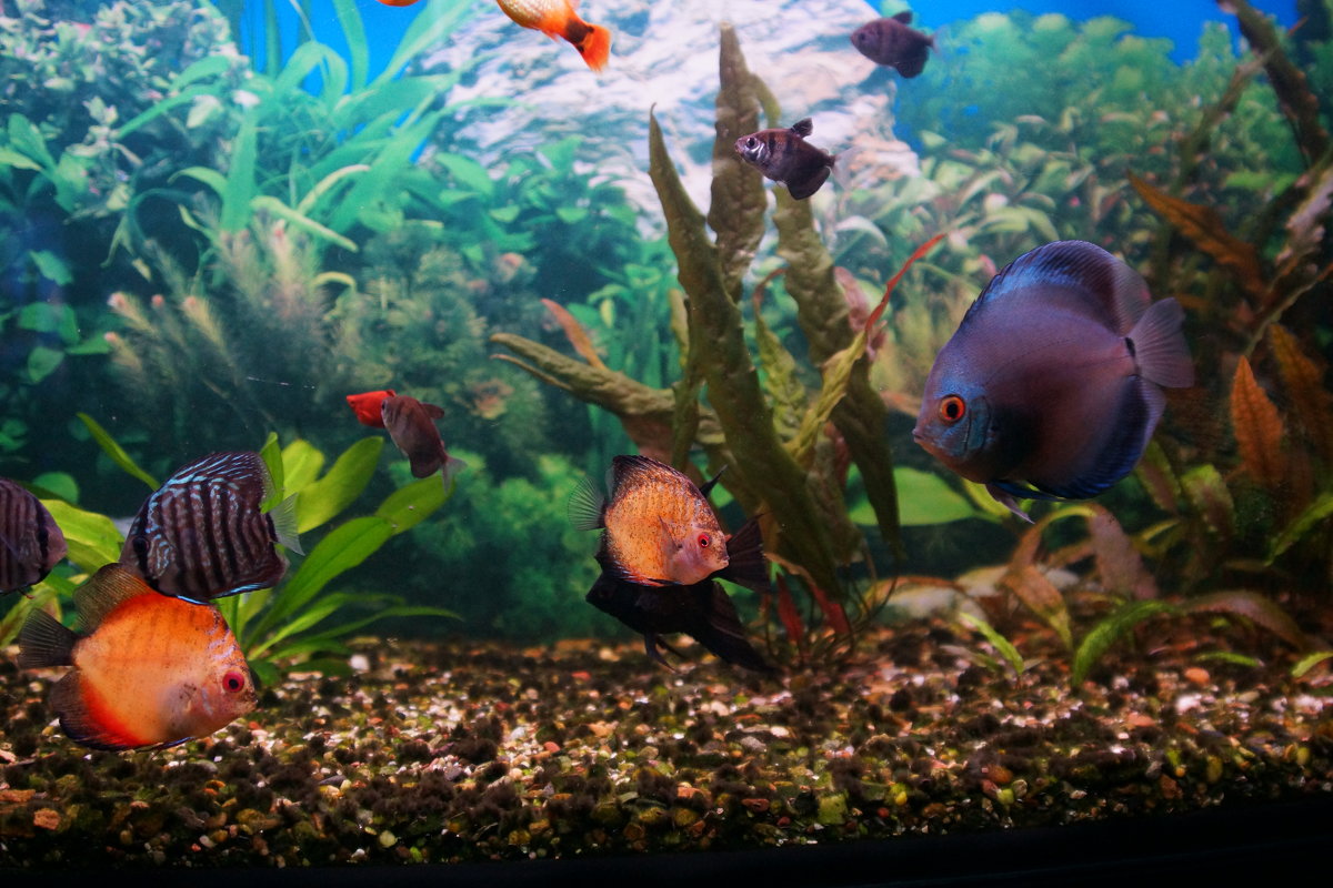 Мой аквариум - Михаил Сбойчаков
