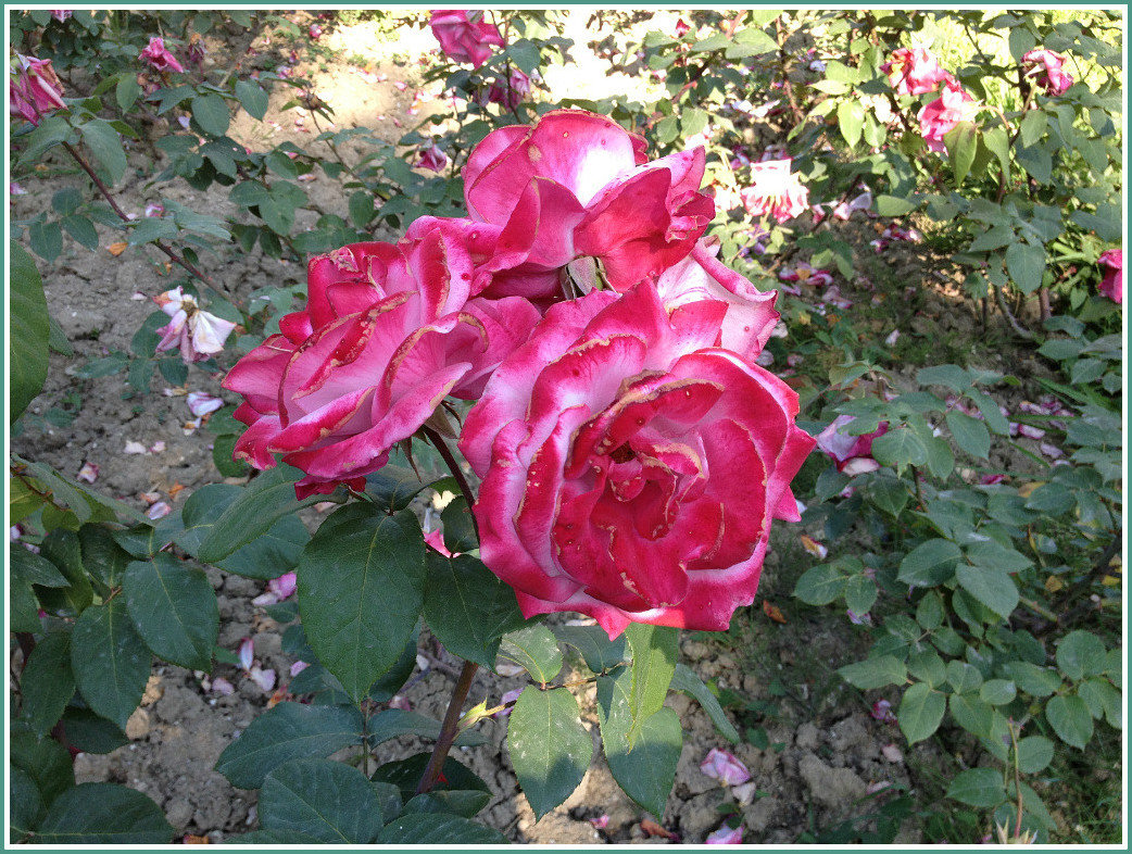 Розы парка Ривьера в Сочи - Tata Wolf