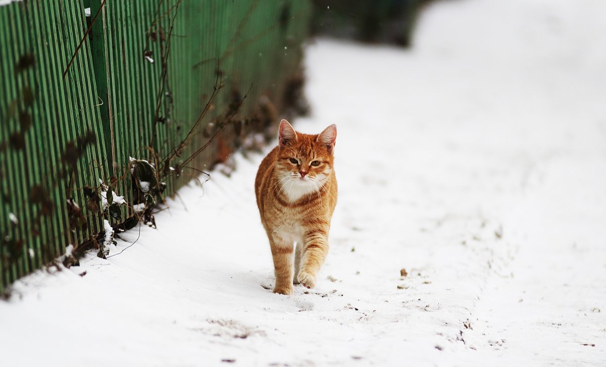 зимний котик - Вадим Виловатый