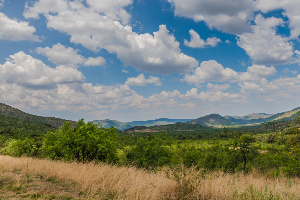 Pilanesberg national park. ЮАР - Ирина Кеннинг