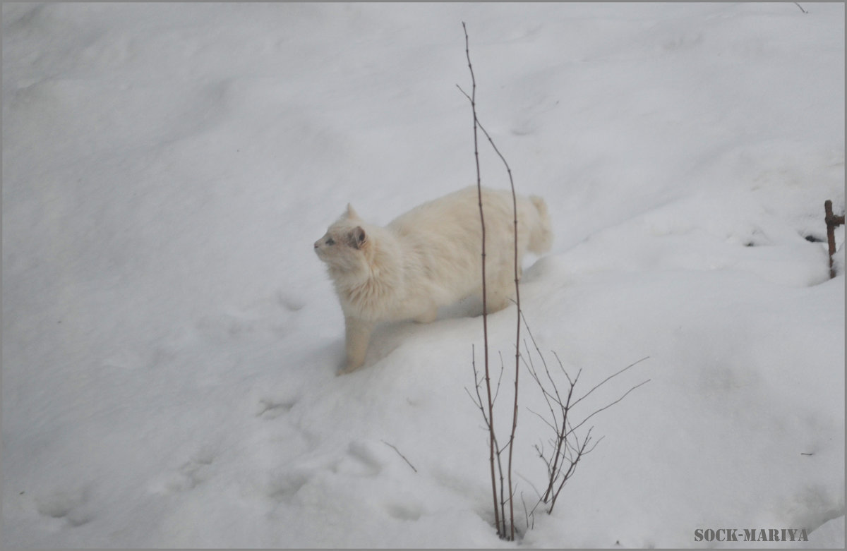 Кошарик) - Мария Соколова