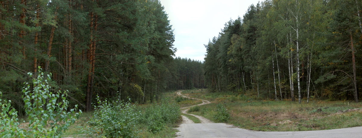 В Брыкином бору (панорама) - Александр Буянов