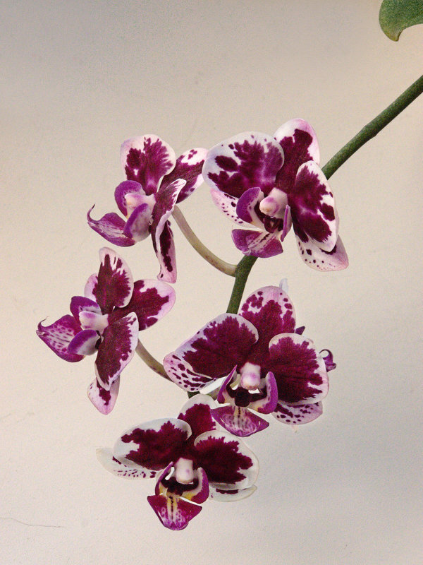 Орхидея - Людмила 