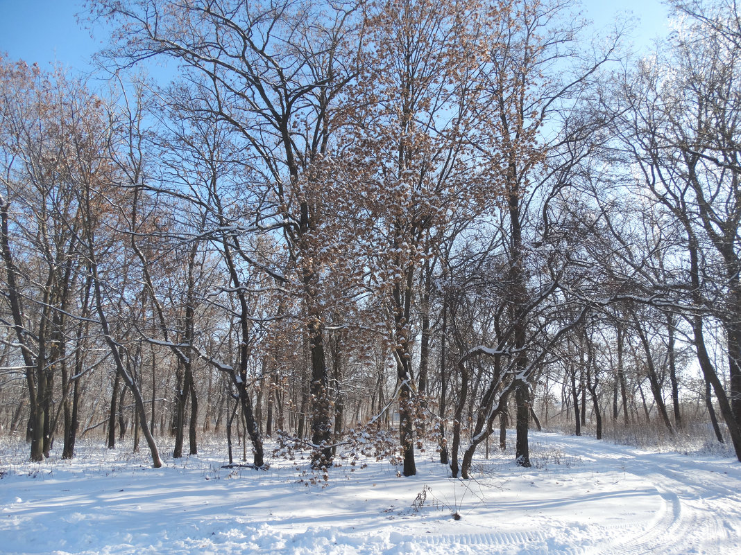 Зимний парк...2 - Тамара (st.tamara)