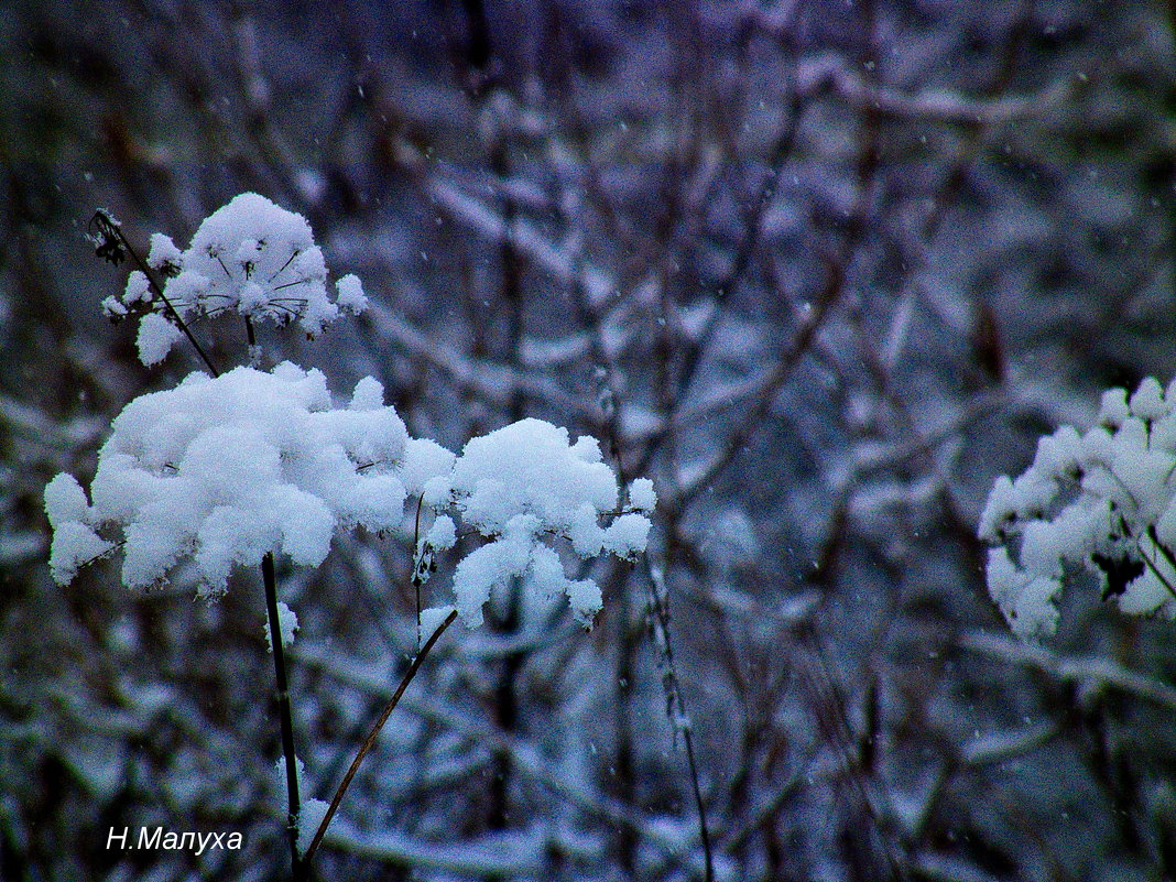 Снежный цветок - Николай Малуха