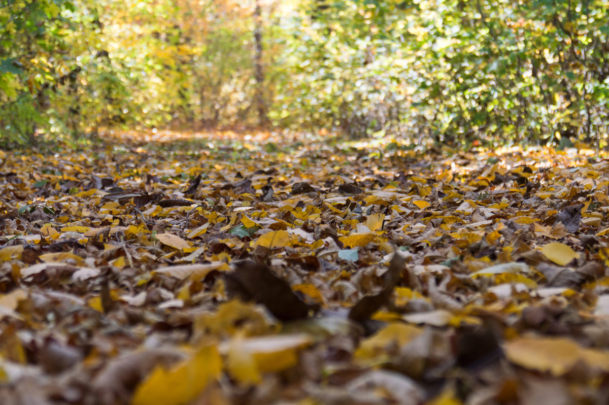 Leaves, dashed - Vorel Moldovanu