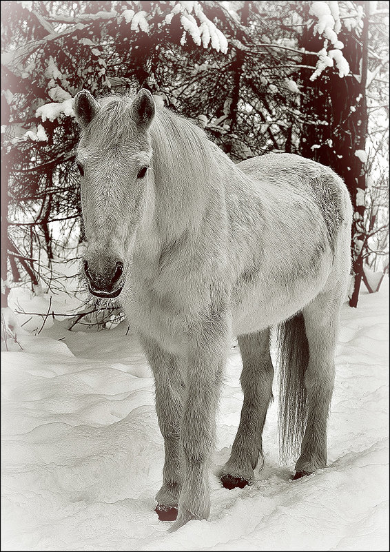 Портрет лошади в полный рост - Дмитрий Конев