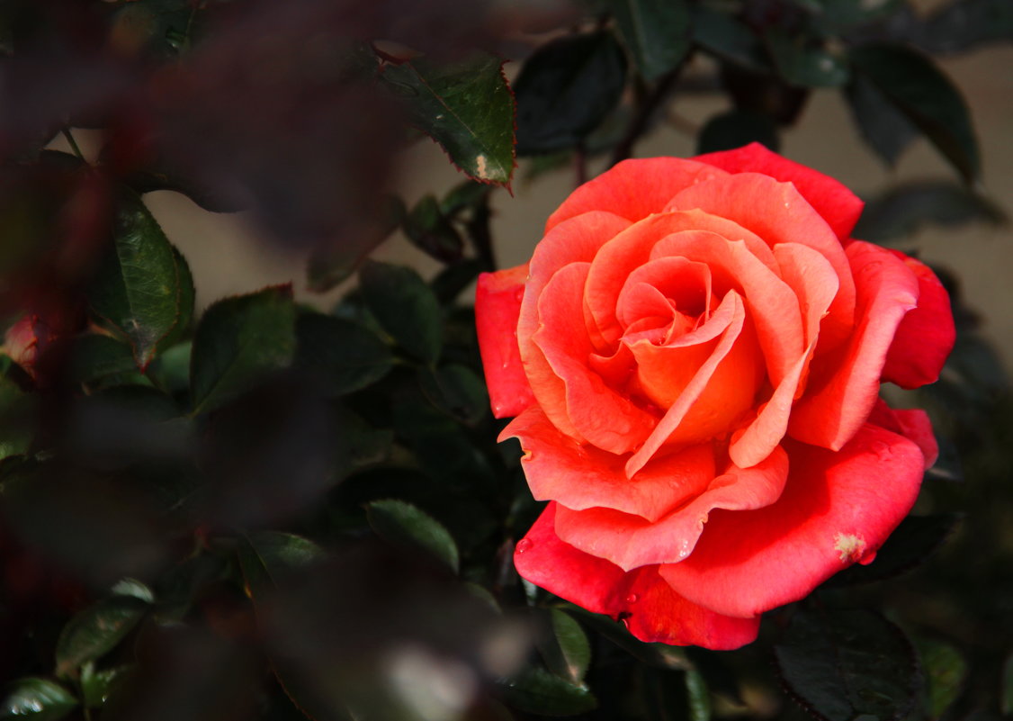 Красная роза-символ любви - Татьяна Туркина