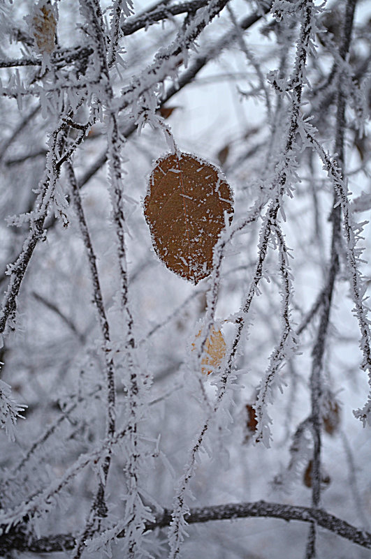 The first signs of winter - Tatiana Kretova