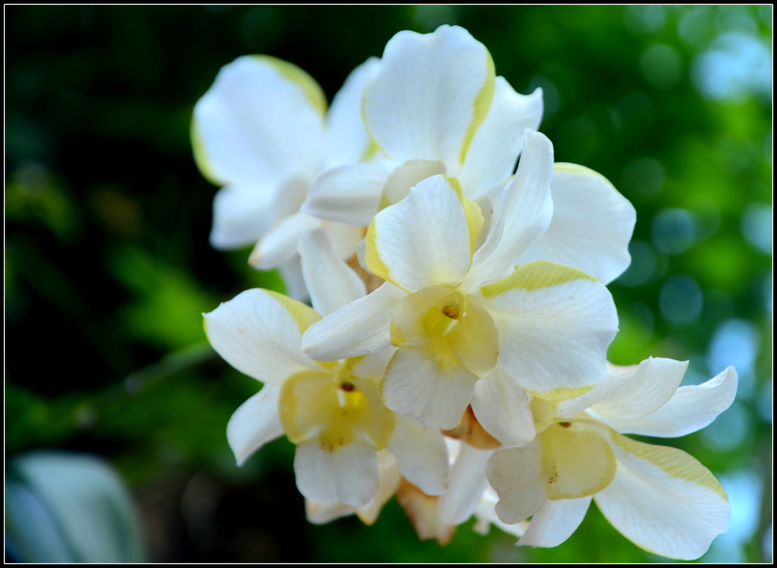 Цветы острова таиланд - Юлия 