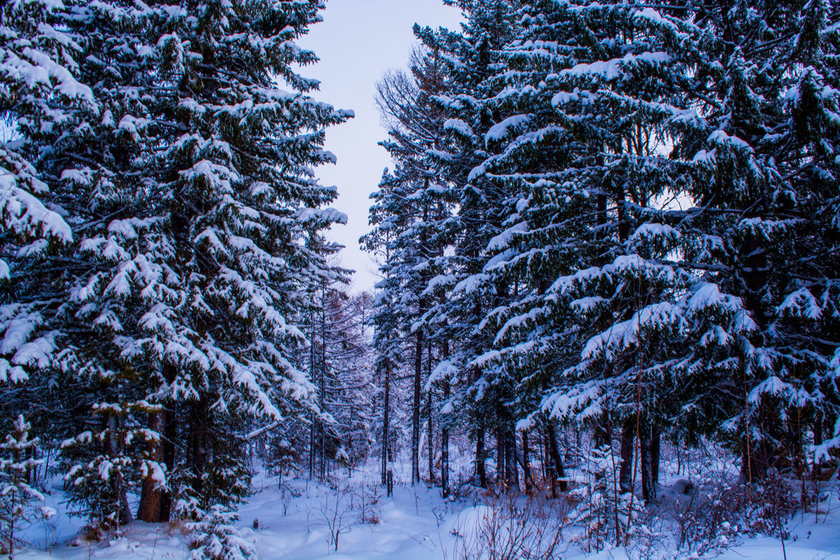 Зима в Сибири - Светлана 
