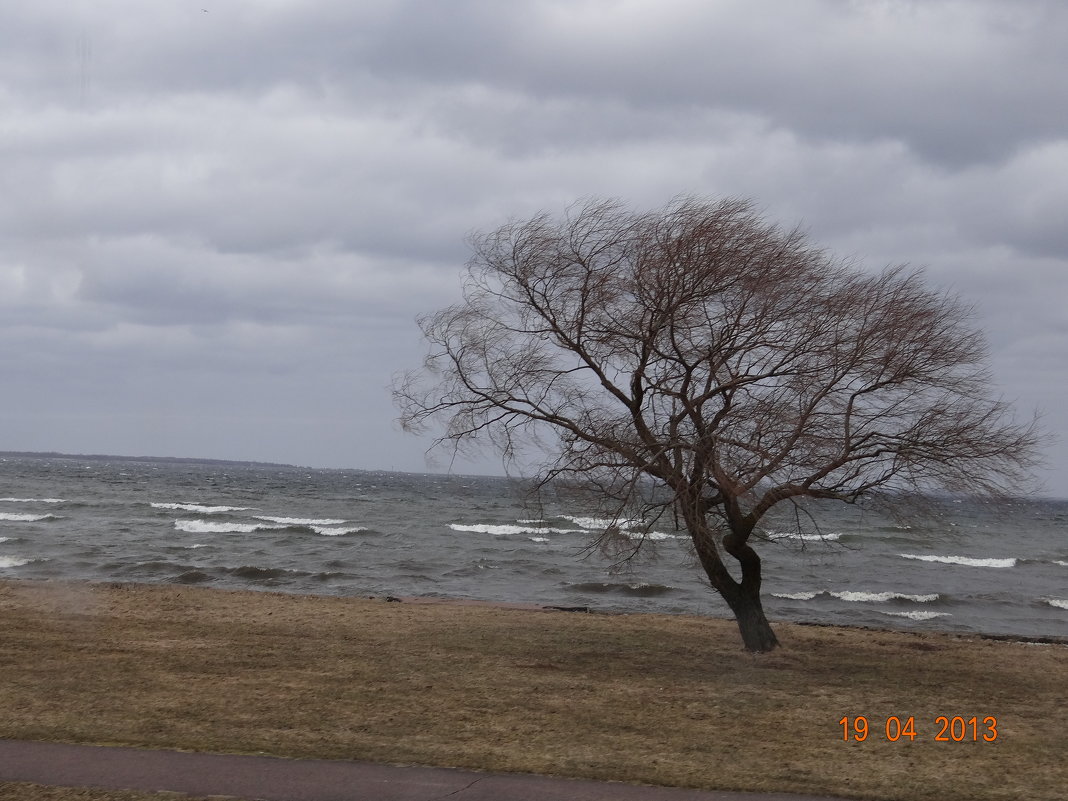 Таллин, Балтийское море. Апрель 2013г. На ветру - Первышина Валентина 
