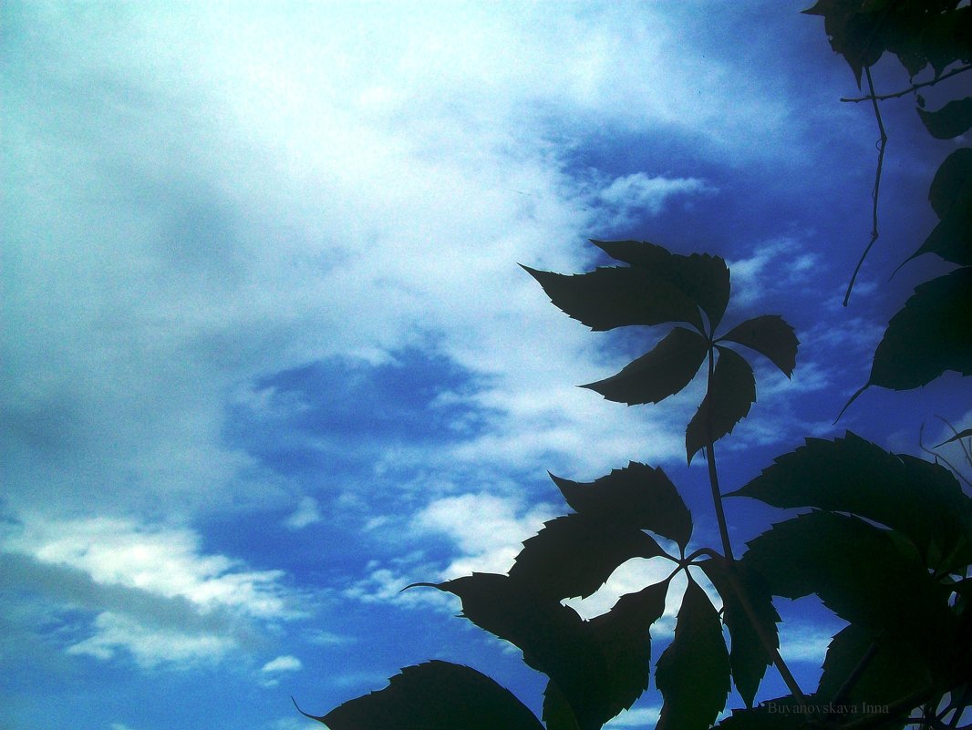 Листья на фоне неба - Инна Буян