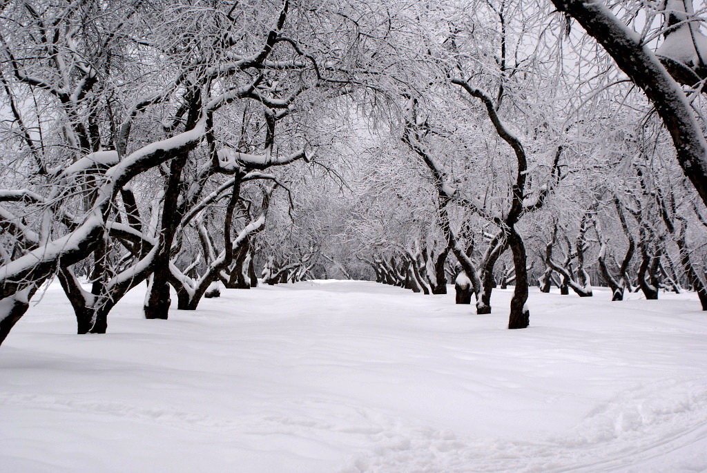 Яблони в снегу - Николай Дони