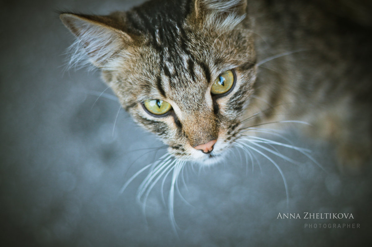 cat - Анна Zh.