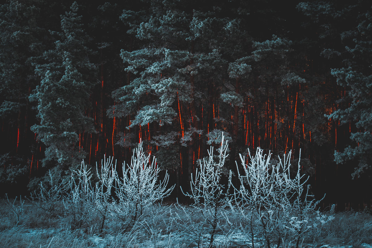зимний лес - Саша Михайленко
