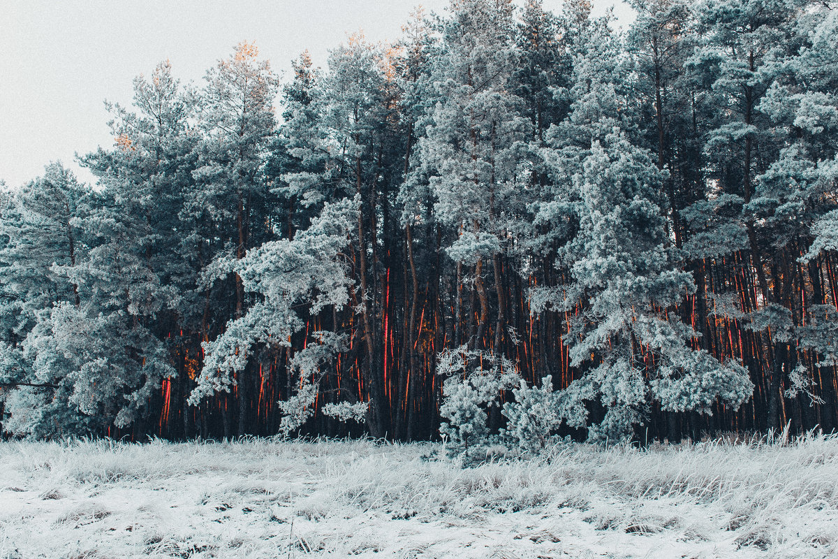 зимний лес - Саша Михайленко