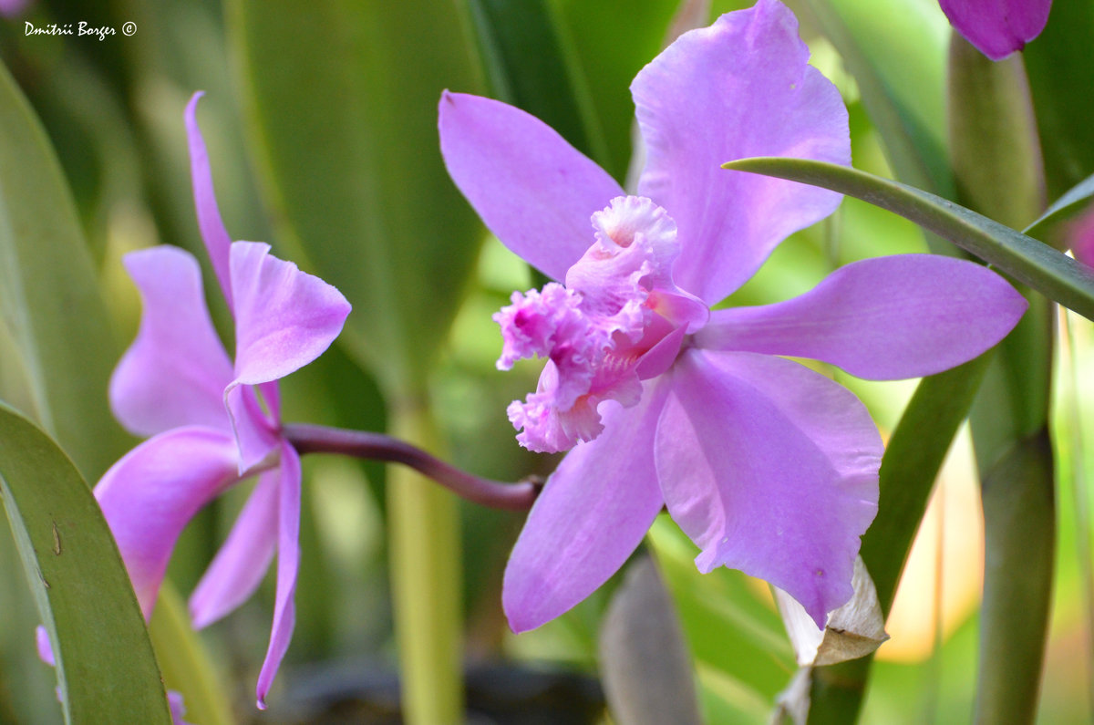 Орхидеи тропического леса - Дмитрий Боргер