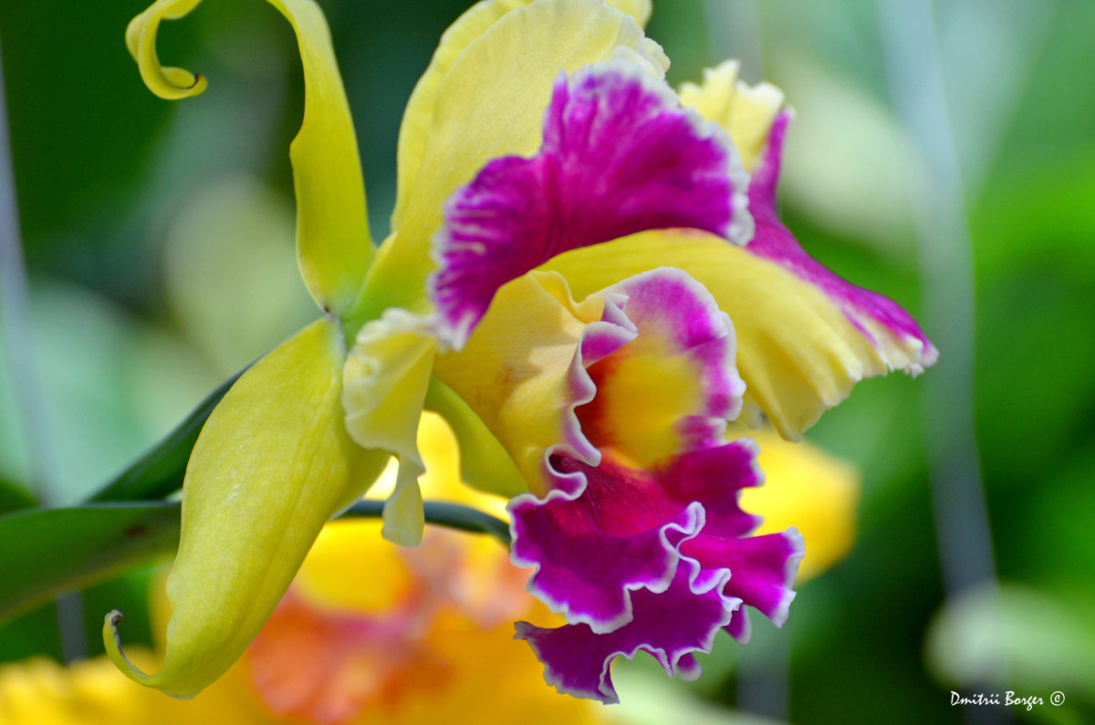 Орхидеи тропического леса - Дмитрий Боргер