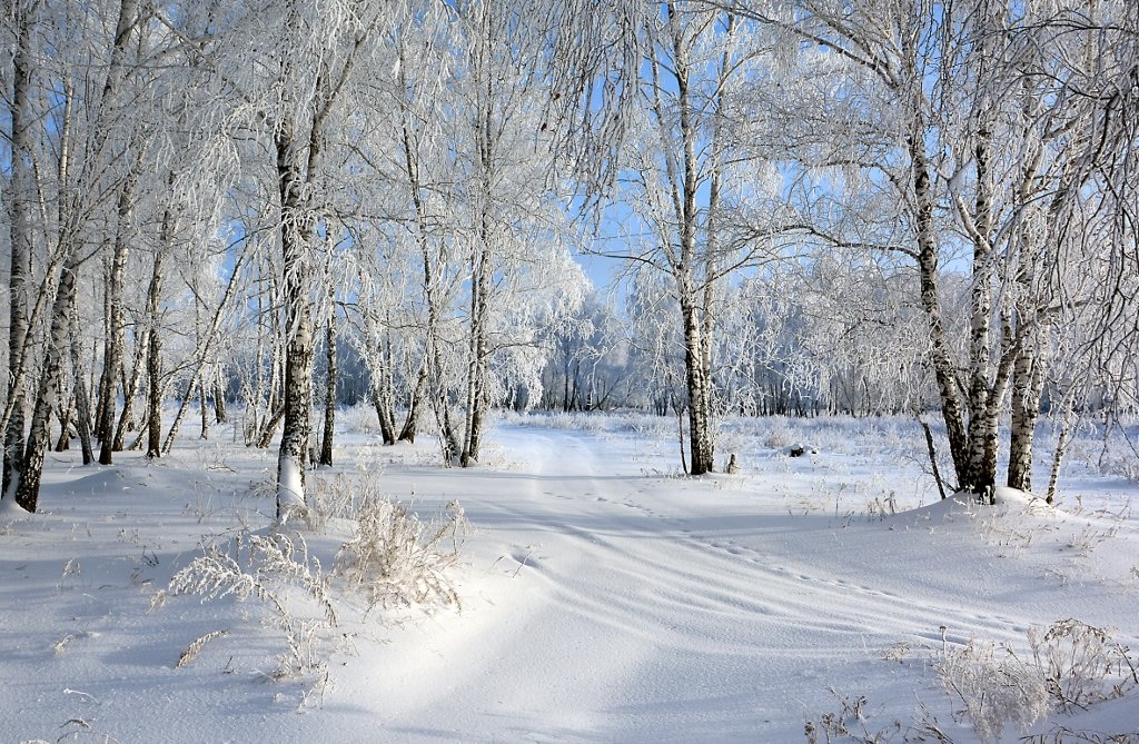 Зима  в  берёзовой  роще - Геннадий Супрун