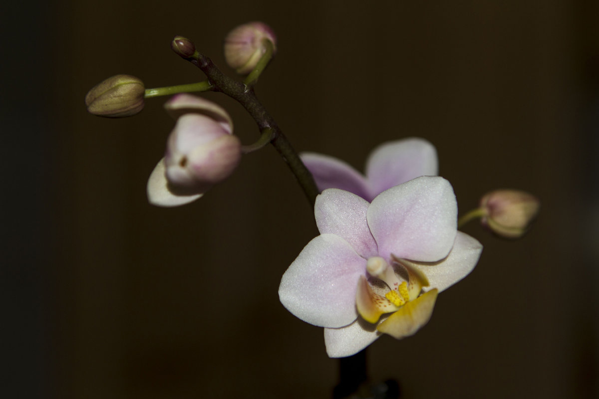 Орхидея - Сергей Быстров