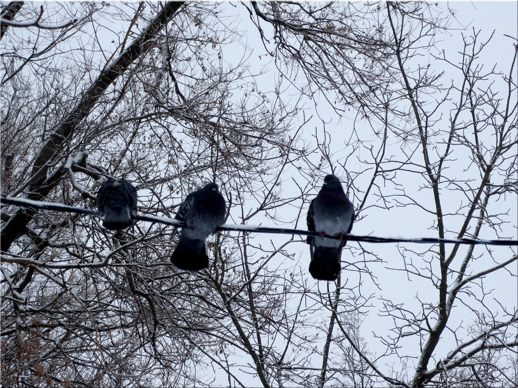 Птицы в зимнем парке... - Тамара (st.tamara)