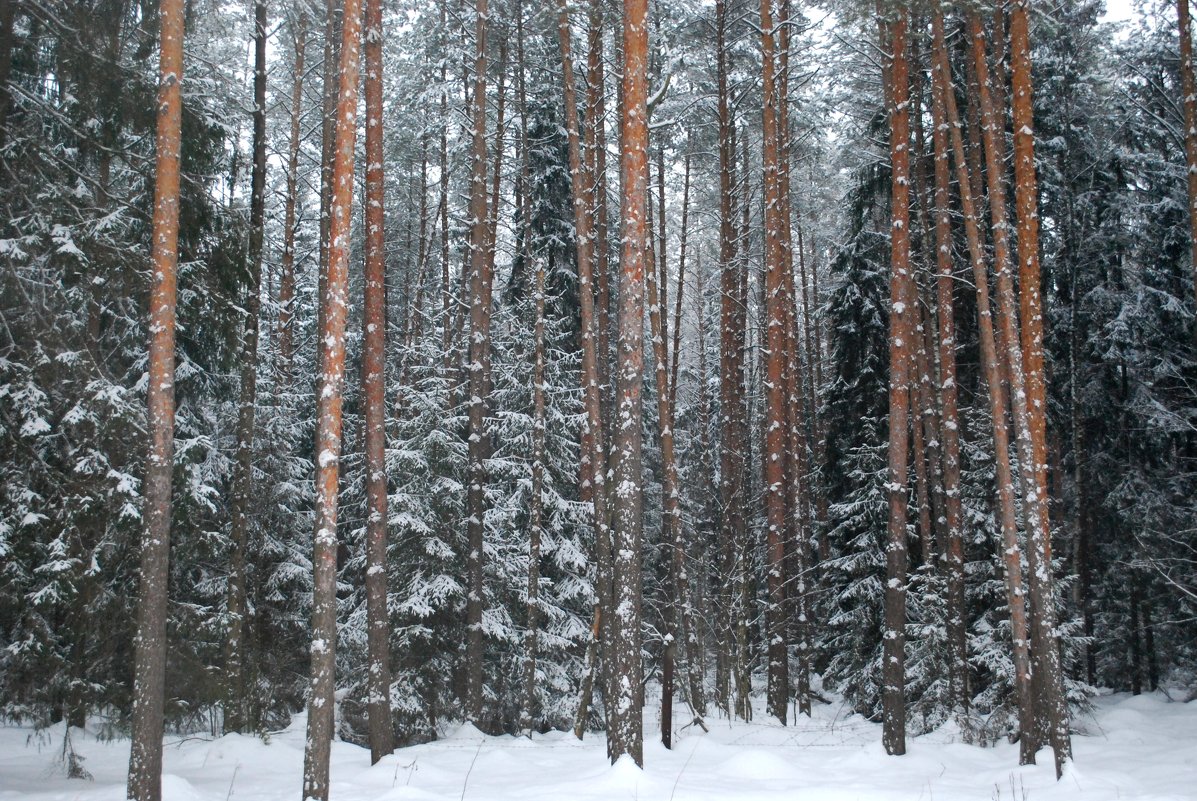 Зимний лес - Вера (makivera)