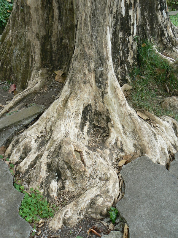 Деревянная лапа - grovs 