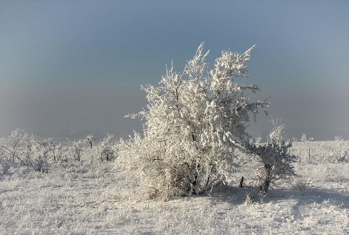 Зимой в степи - Konstantin 