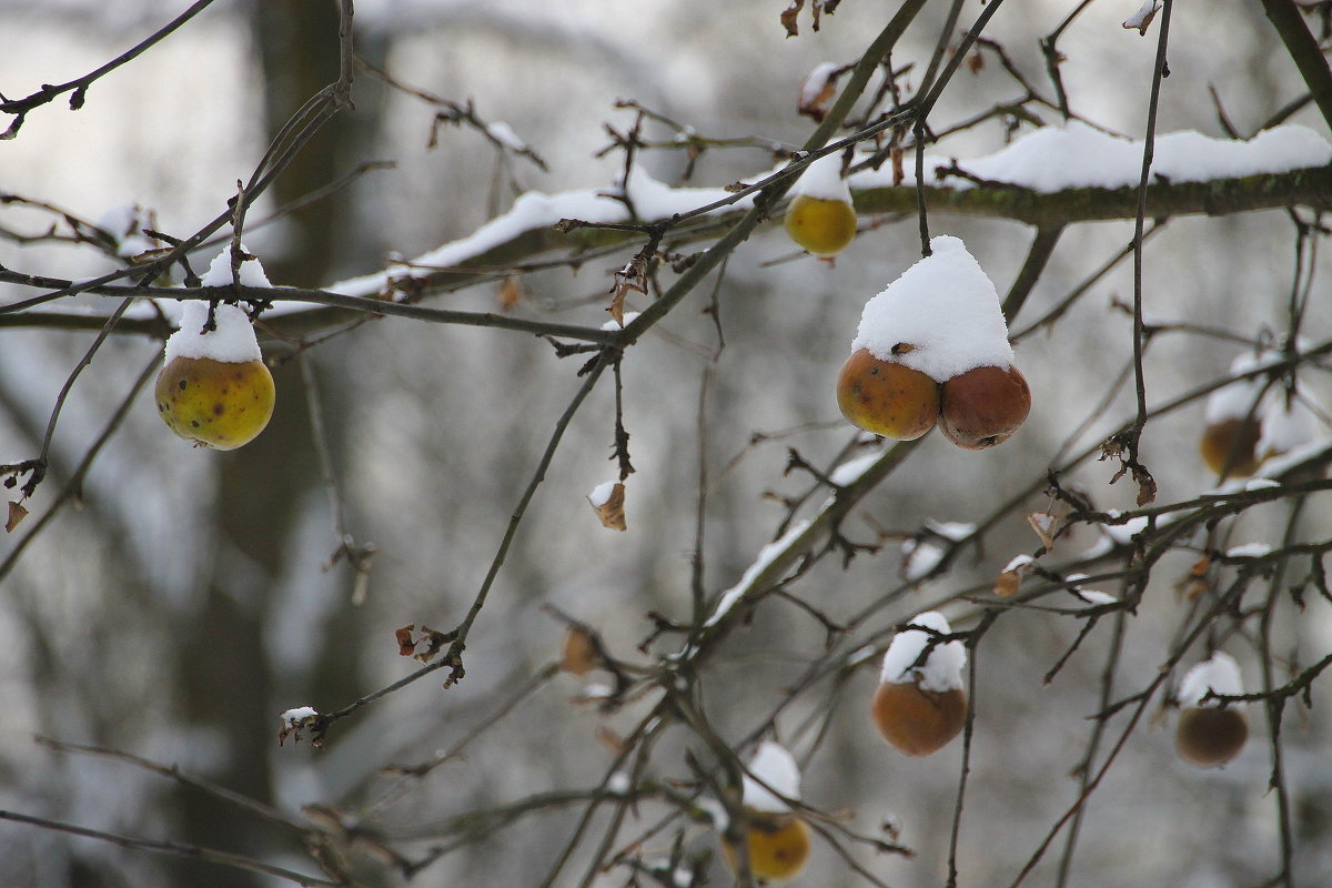 Что же нам с ними делать с яблоками на снегу??,, - Tatiana Markova