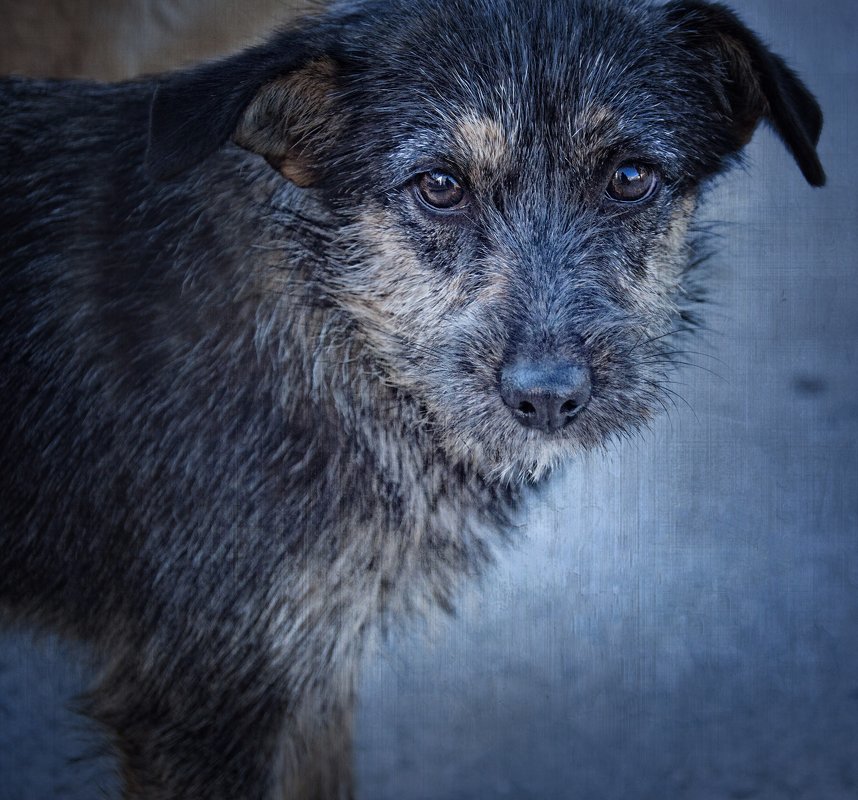 О бездомных собаках - Ольга Мальцева