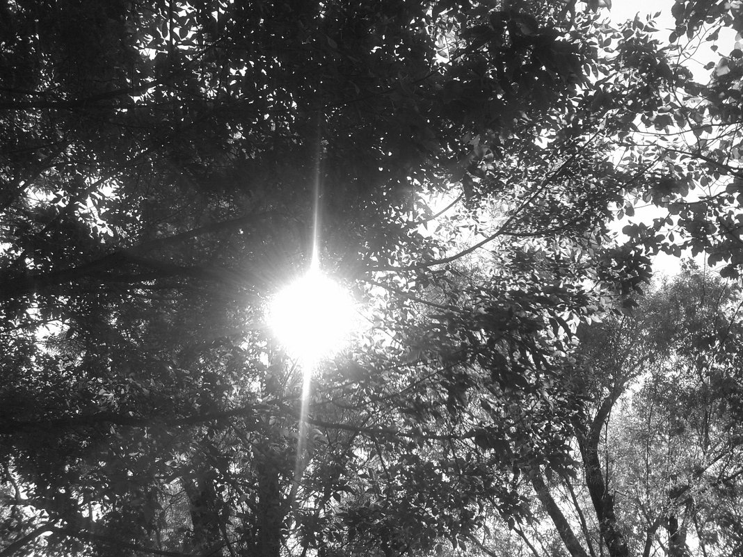 Солнце за деревьями - Юлия Закопайло
