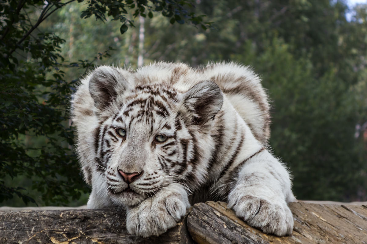 Белый тигрёнок - Nn semonov_nn
