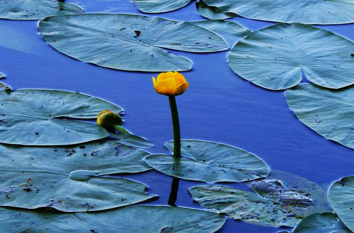 Цветок на воде - Damir Si