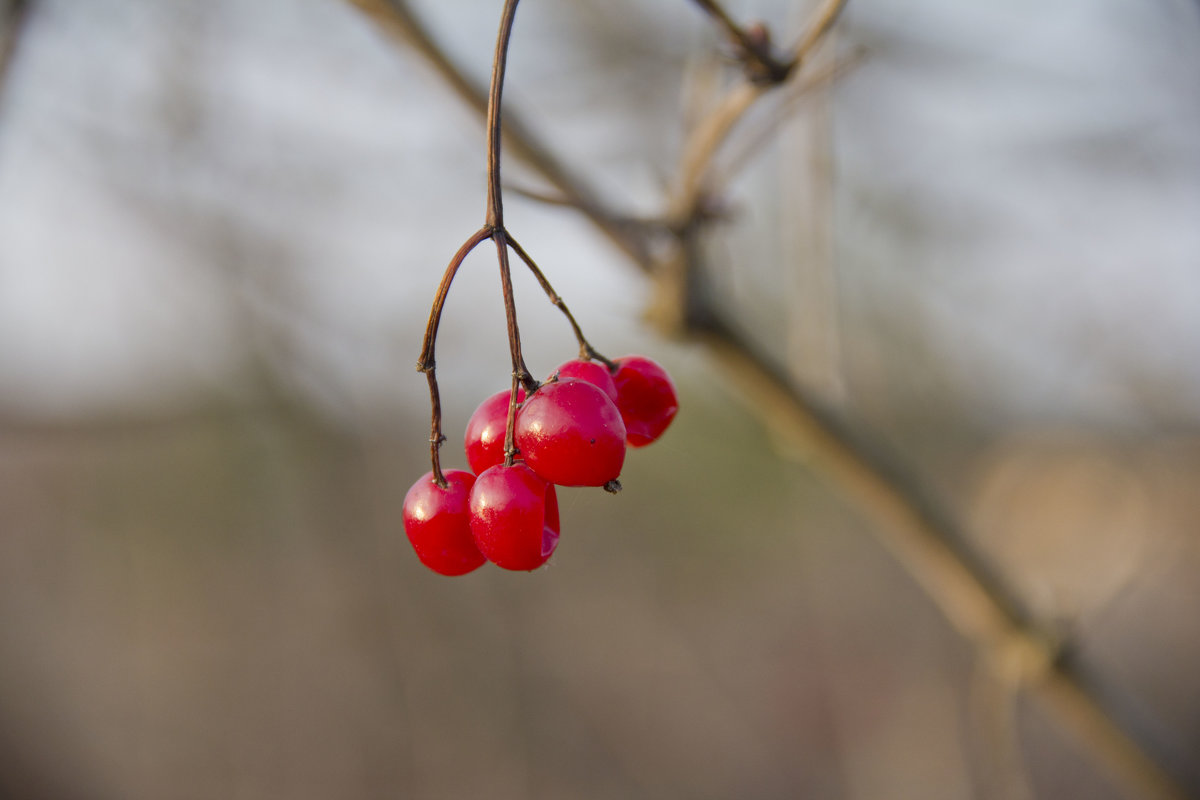 ягода калина - Надежда Чернышева