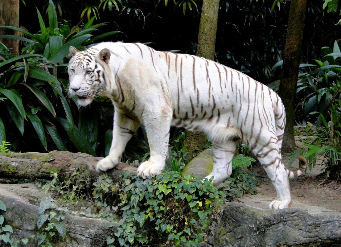 Белый тигр - Елена Шемякина