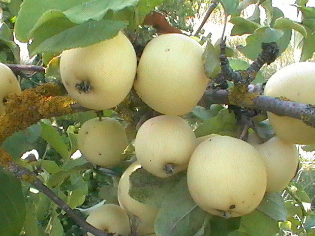 яблоки в старом саду - игорь семенов