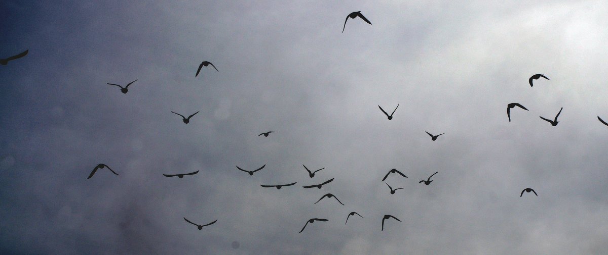 Летите голуби. - Andrad59 -----