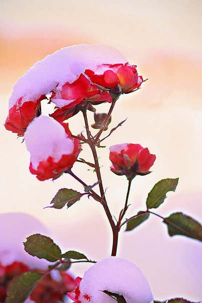 Розы в снегу - Василек photo