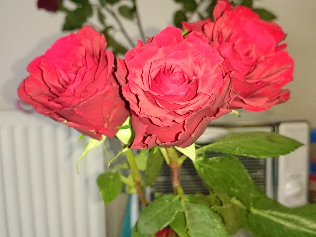 Розы - Кирилл 