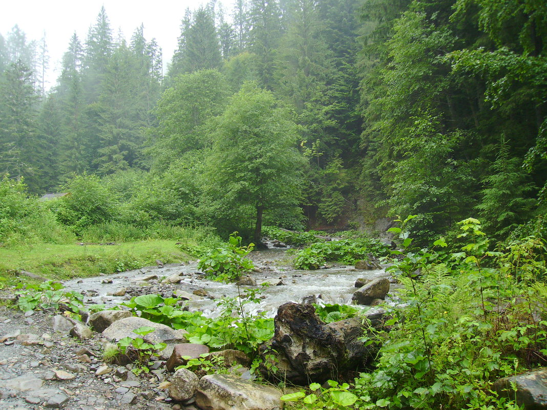 Горная  река в  Карпатском лесу - Андрей  Васильевич Коляскин