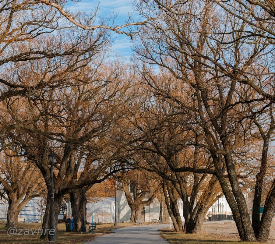 "Under the Trees" - Andy Zav