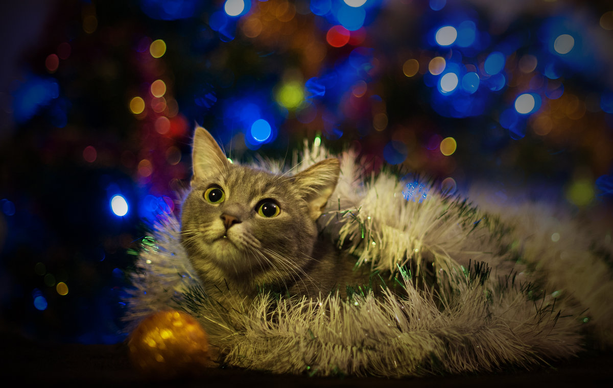 Кошачье новогоднее2 - kram 